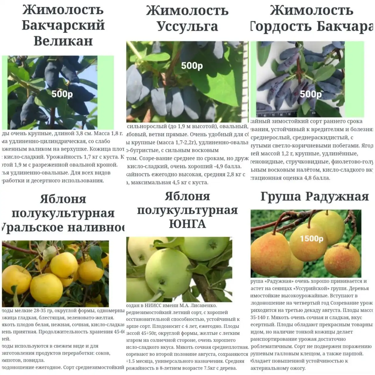 Саженцы для сада и огорода - Садоводство (Хобби и отдых) в Томск