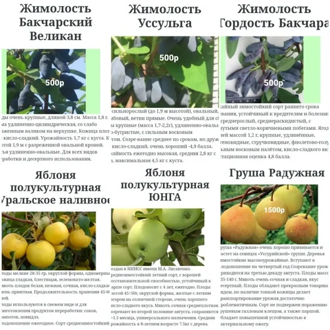 Саженцы для сада и огорода - Садоводство в Томск