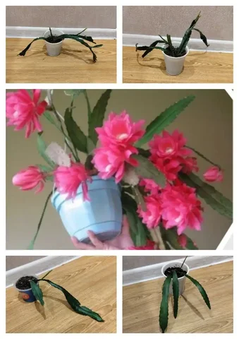 Эпифиллумы кактусы-орхидеи - Праздничная атрибутика в Томск