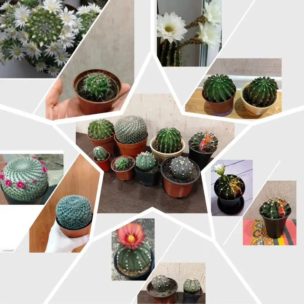 Продажа кактусов разных видов - Растения (Хобби и отдых) в Томск