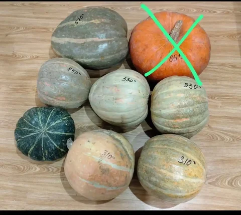 Тыква с огорода в с. Мельниково - Праздничная атрибутика в Томск