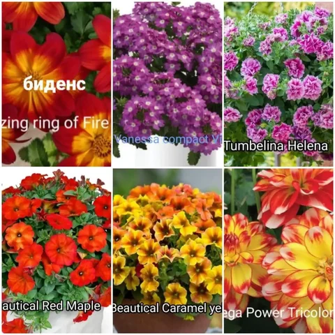 Продажа вегетативных растений и укорененных еврочеренков - Праздничная атрибутика в Томск