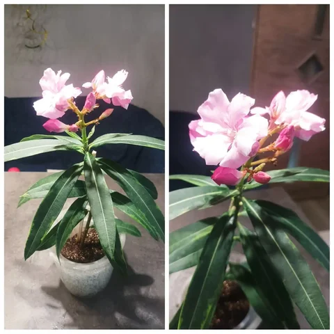 Пестролистный олеандр с махровыми цветами - Праздничная атрибутика в Томск