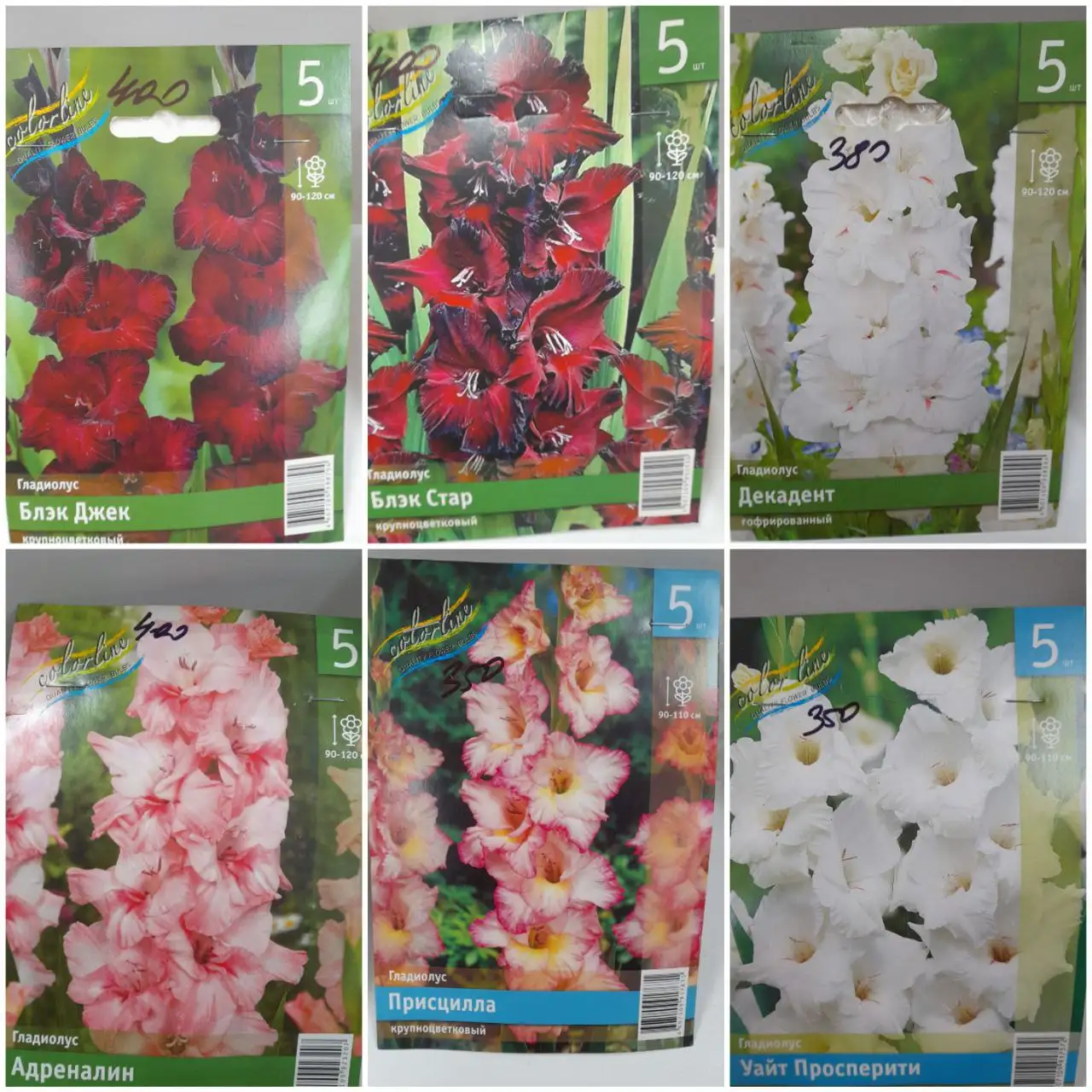 Многолетки - растения для сада - Растения (Хобби и отдых) в Томск