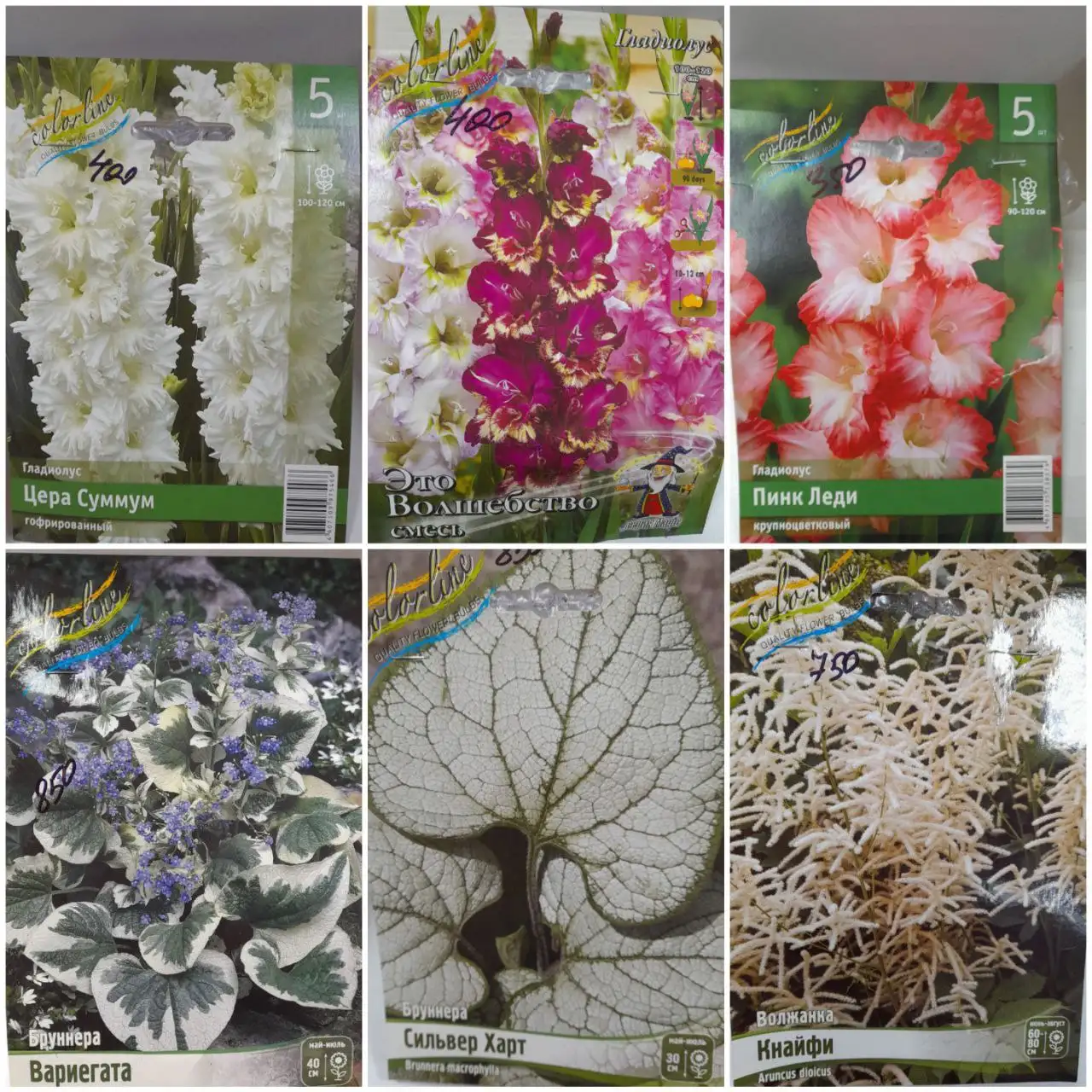 Многолетки - растения для сада - Растения (Хобби и отдых) в Томск