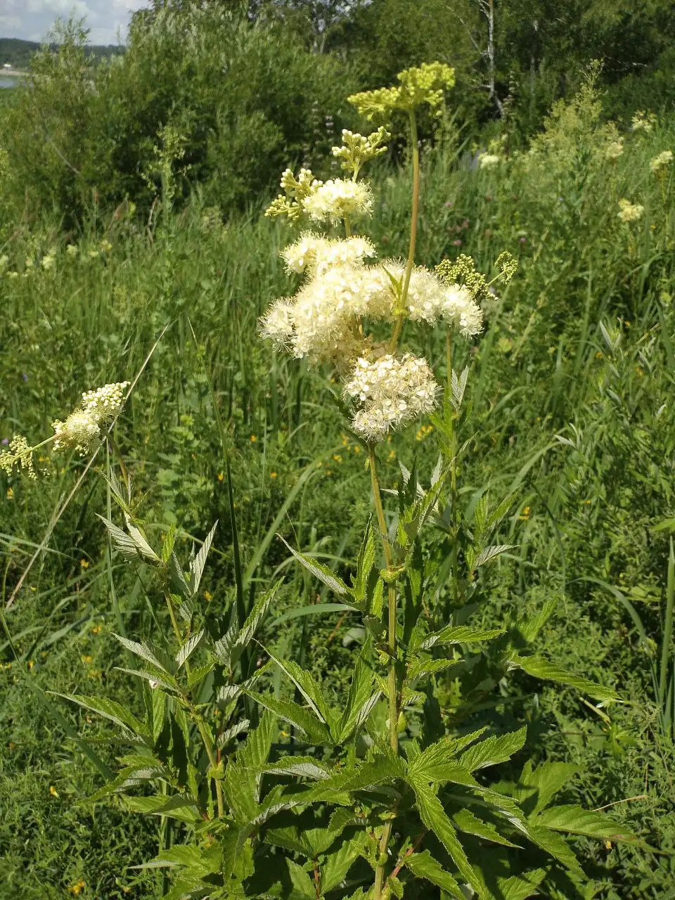Мастер-классы по приготовлению травяных чаев - Мастер-классы (Услуги) в Томск