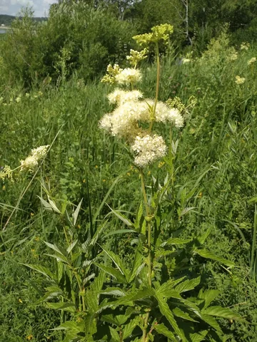 Мастер-классы по приготовлению травяных чаев - Спа и уход в Томск