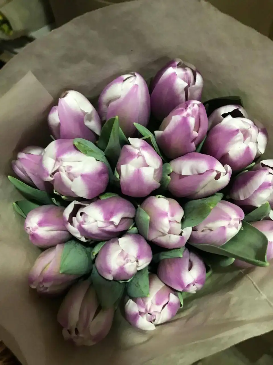 Заказ тюльпанов и мимозы с луковицами - Цветы (Хобби и отдых) в Томск