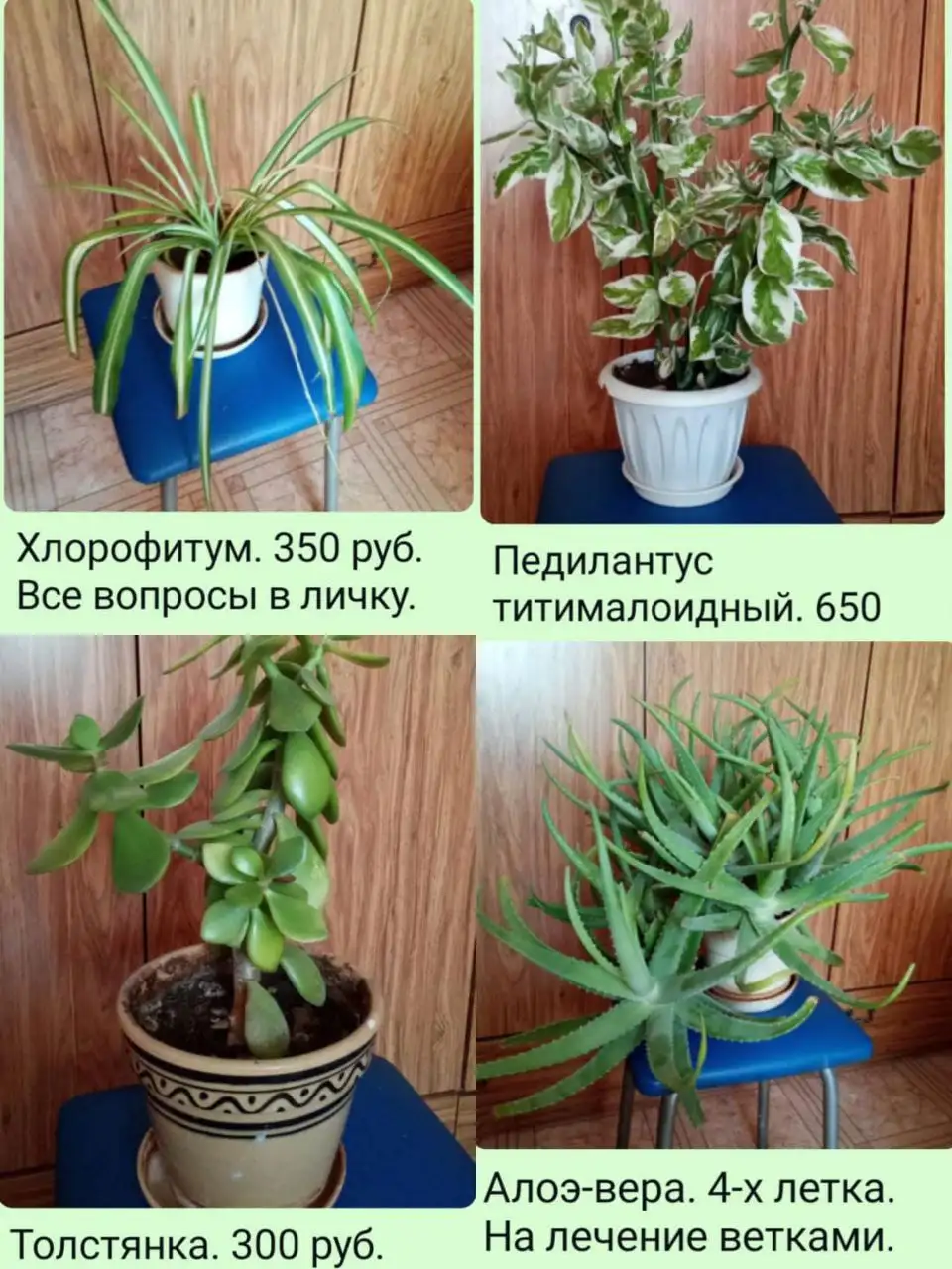 Объявление о продаже растений в Томске - Хобби и отдых в Томск