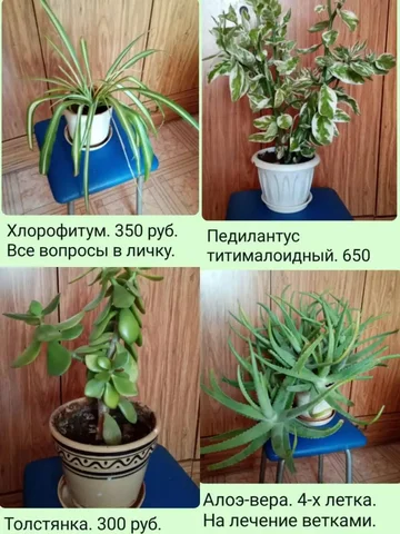 Объявление о продаже растений в Томске - Рукоделие в Томск