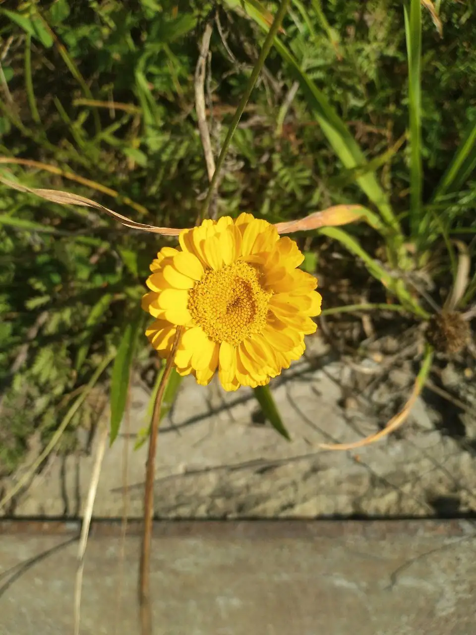 Ботанические встречи с экспертом в Томске - Образовательные услуги (Услуги) в Томск