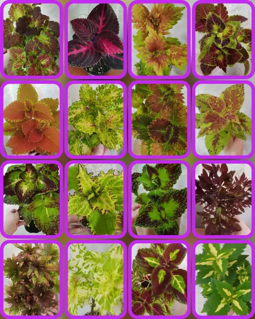 Продажа срезов вегетативных колеусов в Томске - Лыжи в Томск