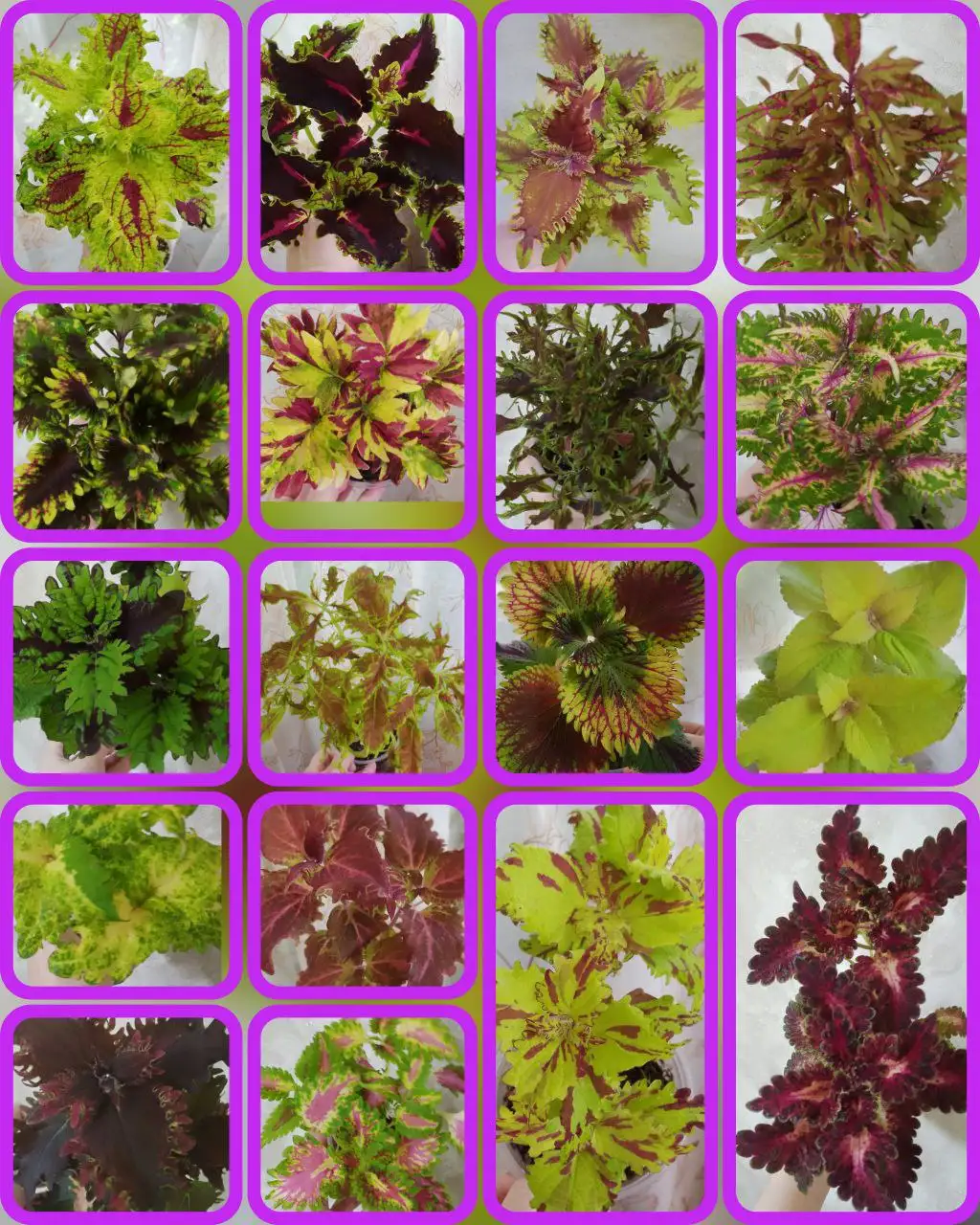 Продажа срезов вегетативных колеусов в Томске - Растения (Хобби и отдых) в Томск