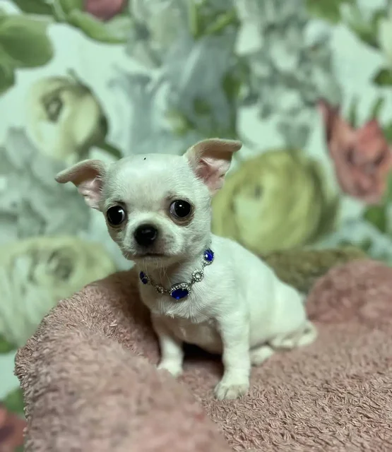 Щенок чихуахуа в добрые руки - Ветеринарные препараты в Томск