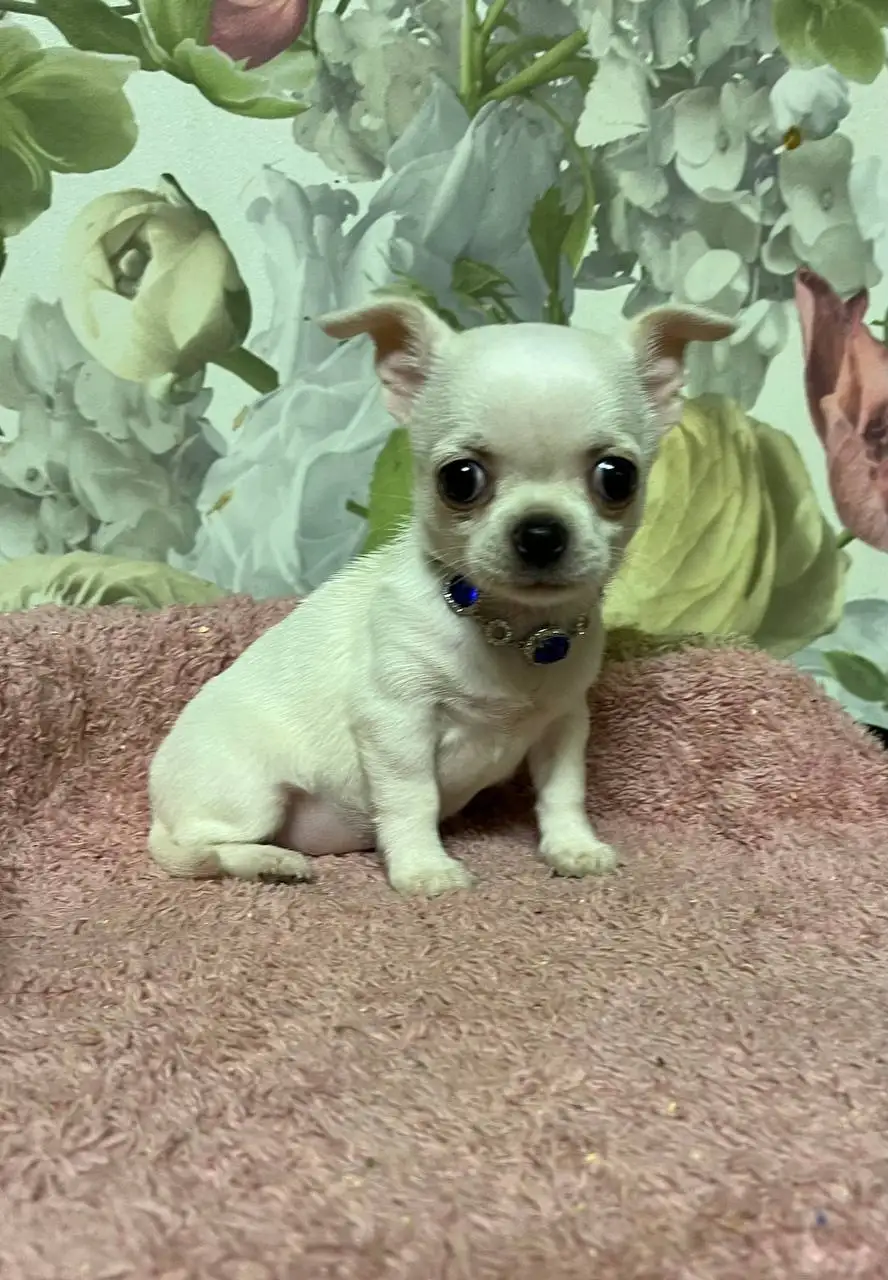 Щенок чихуахуа в добрые руки - Собаки (Животные) в Томск