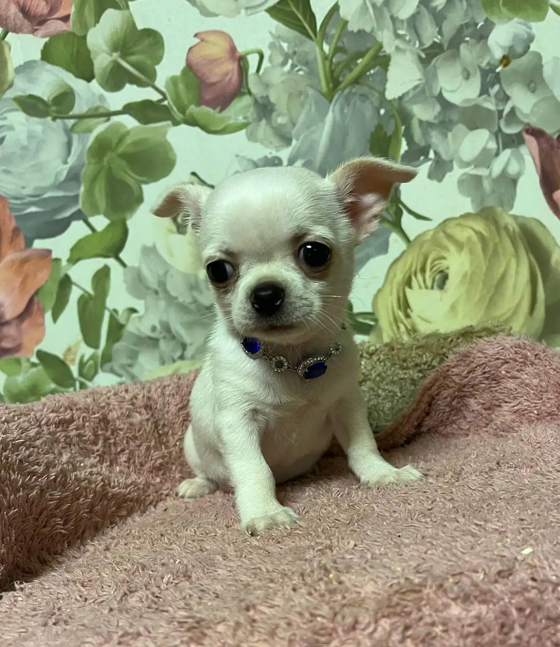 Щенок чихуахуа в добрые руки - Собаки (Животные) в Томск