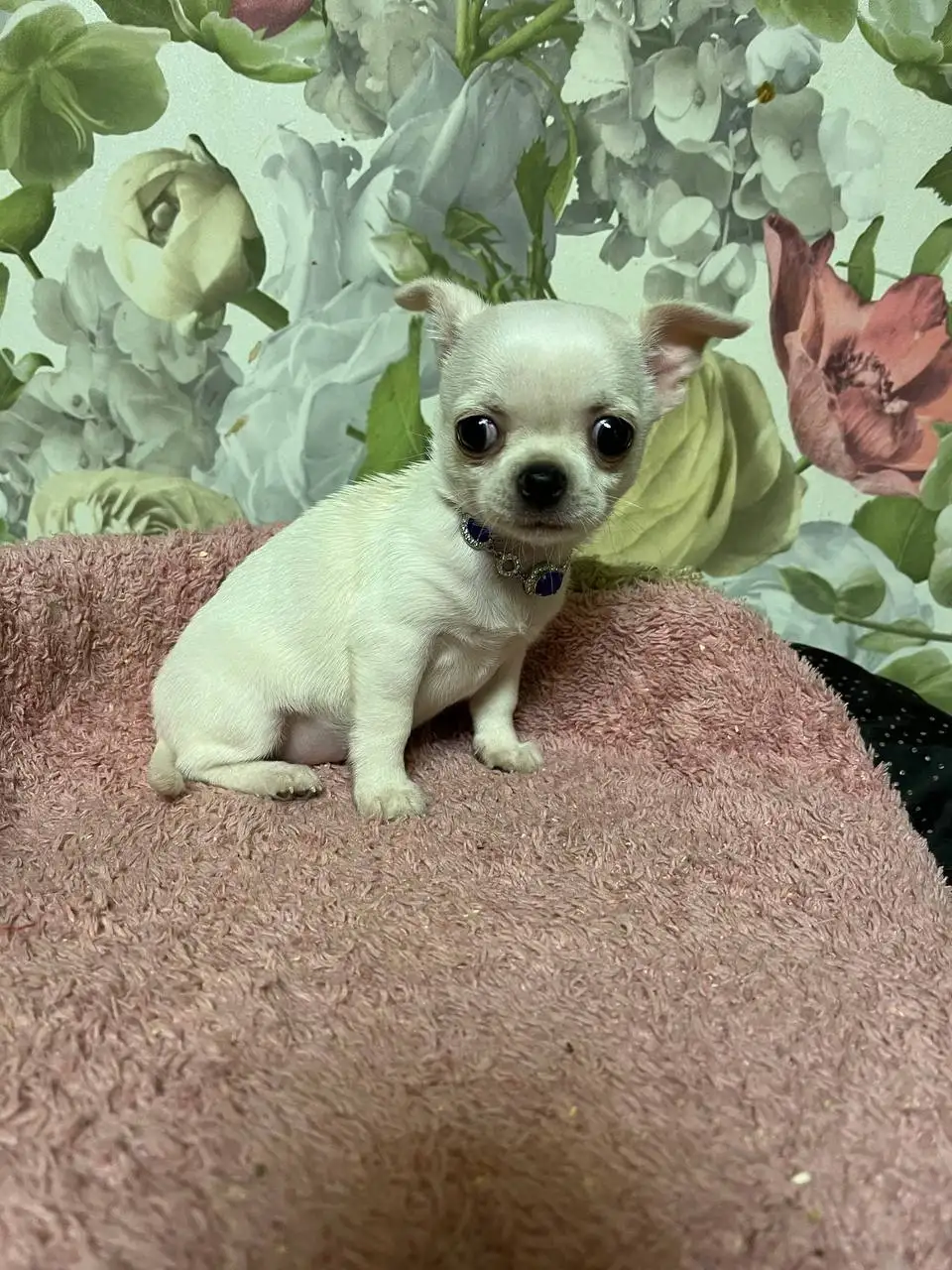 Щенок чихуахуа в добрые руки - Собаки (Животные) в Томск