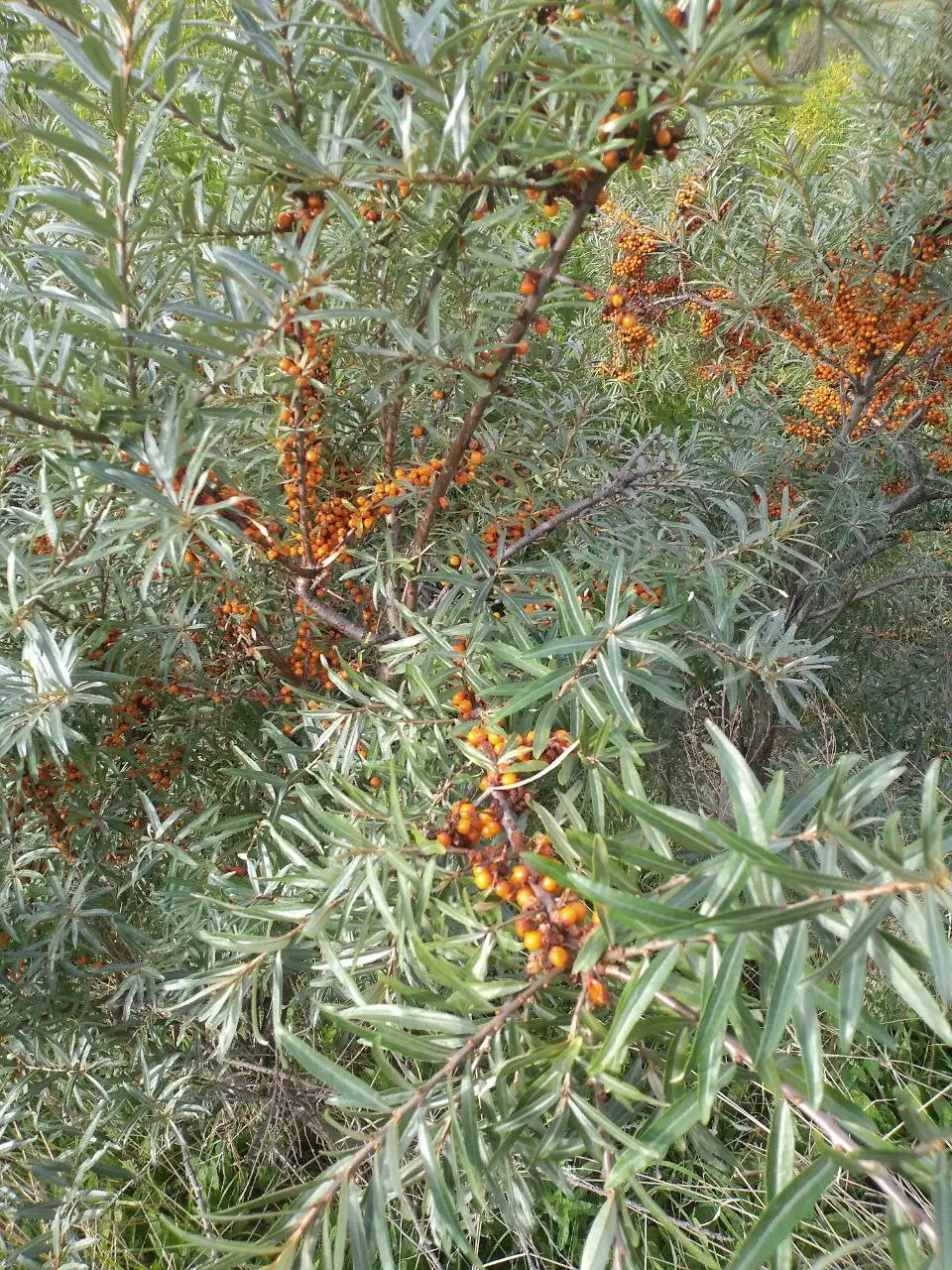 Встреча о пользе ягодных чаев в ботанической квартире - Консультации (Услуги) в Томск