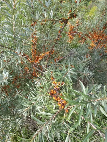 Встреча о пользе ягодных чаев в ботанической квартире - Строительство в Томск