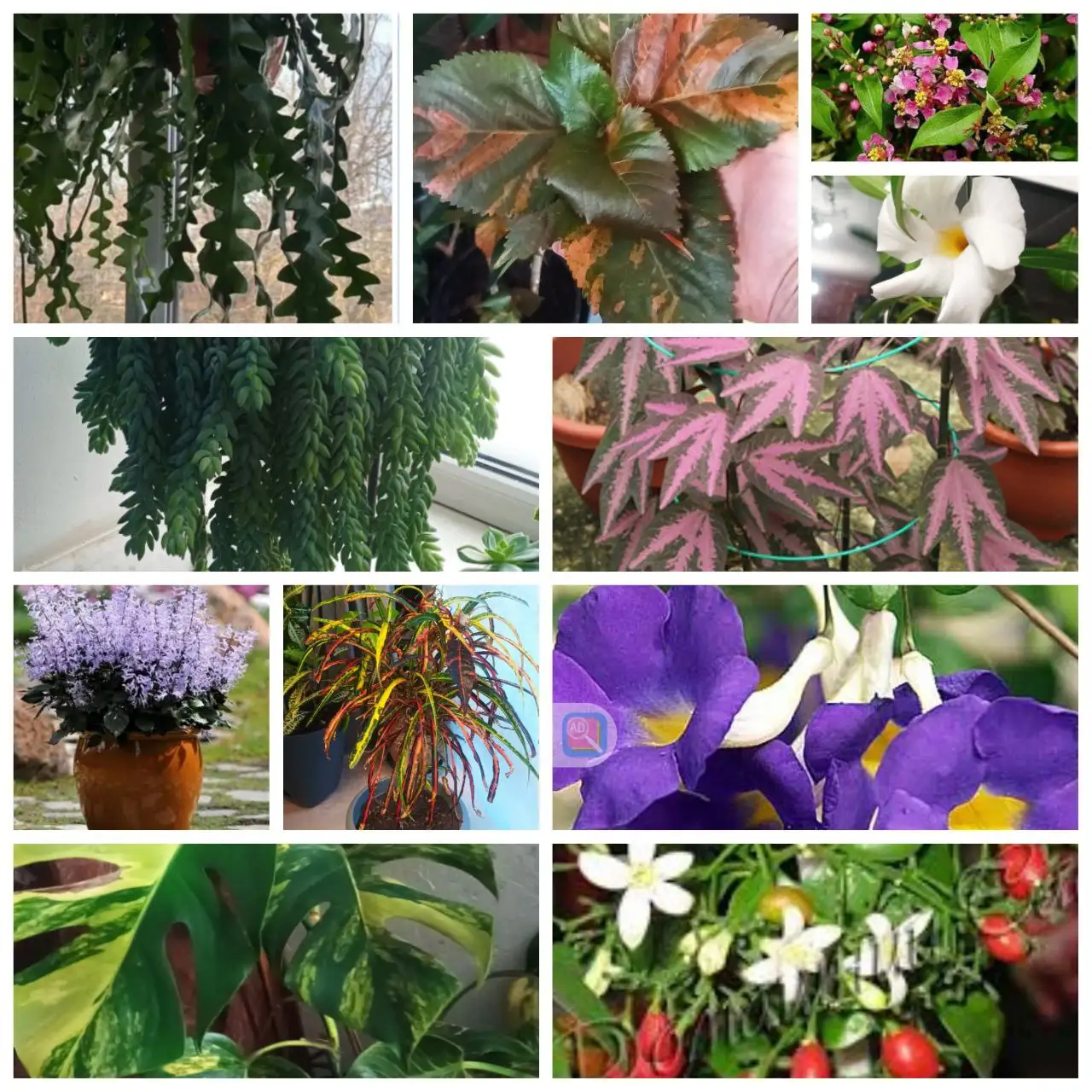 Продажа укоренённых черенков растений - Растения (Хобби и отдых) в Томск