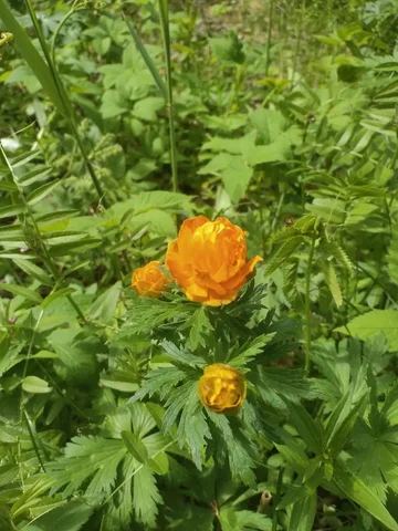 Ягодные чаи для здоровья: польза и применение - частное объявление в Томск
