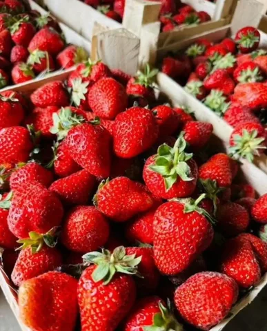 Клубника сорт Альбион из Киргизии - Сувениры и подарки в Томск