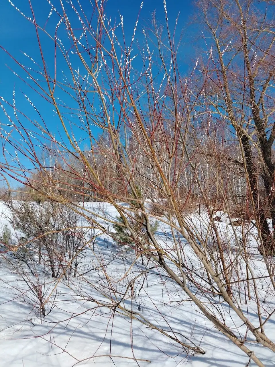 Встреча о полезных свойствах вербы и травяных чаёв в Томске - Образовательные (Услуги) в Томск