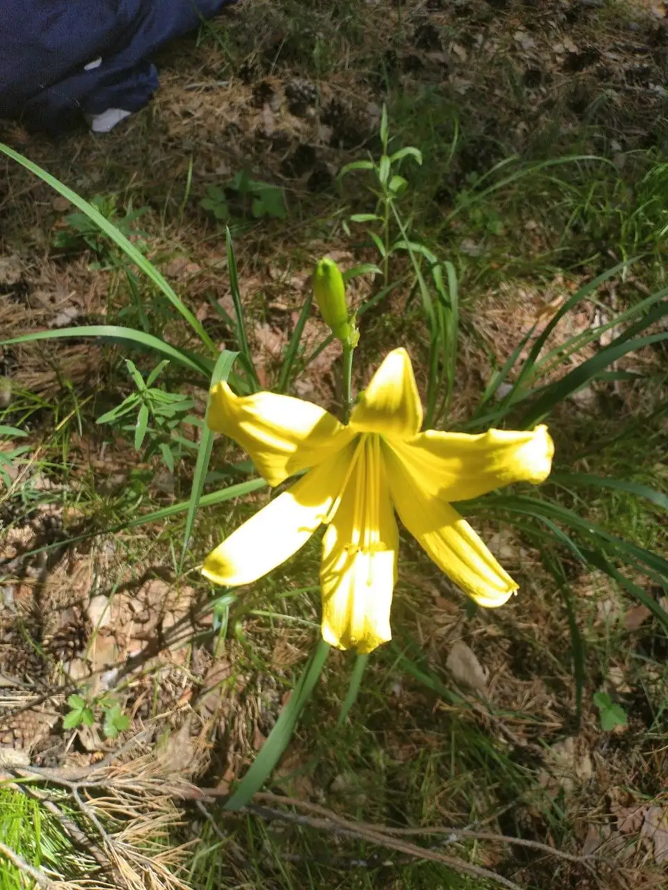 Ботанические экскурсии и мероприятия - Экскурсии (Услуги) в Томск