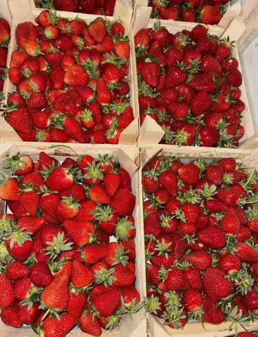 Клубника Альбион из Киргизии - Продукты питания в Томск