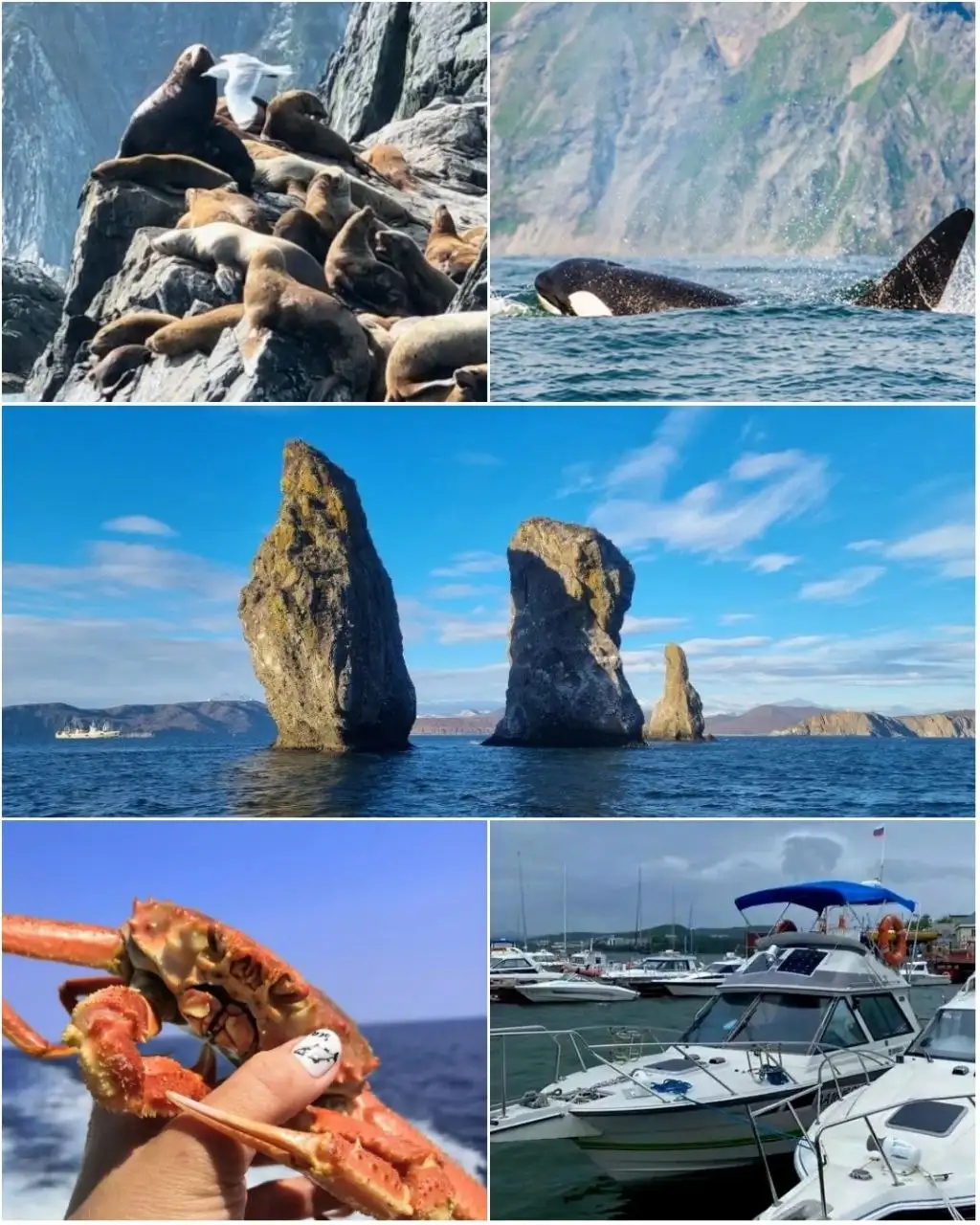 Морские прогулки на Камчатке: рыбалка, крабы, дикая природа - Туризм и экскурсии (Услуги) в Томск