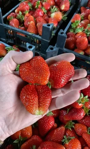 Клубника крупная сочная вкусная срочный сбор - null в Томск