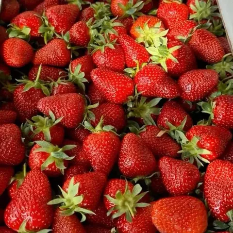 Поставка свежей клубники из Киргизии - Массаж в Томск