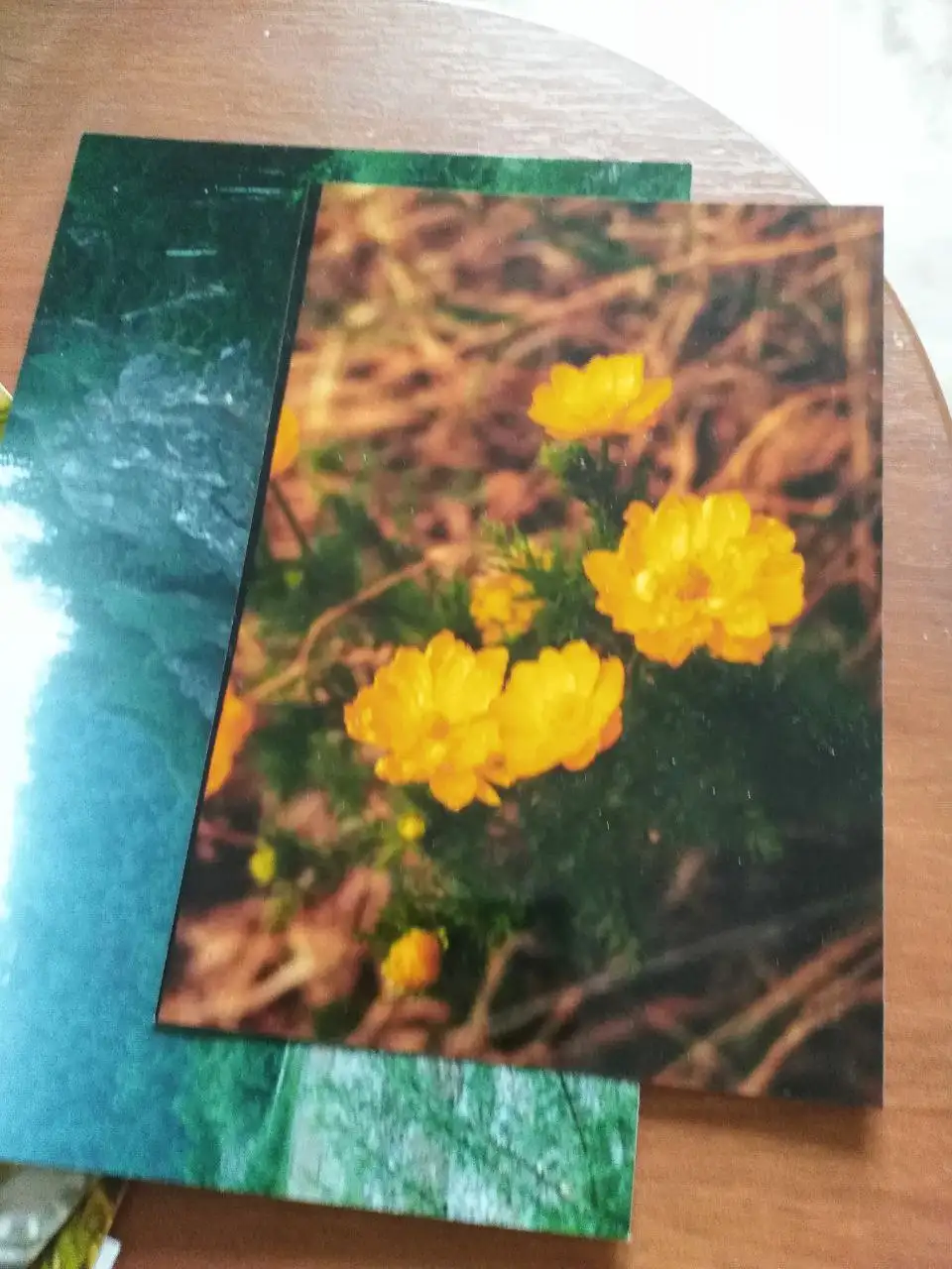 Ботанические экскурсии и фитотуры в Томске и за его пределами - Экскурсии (Услуги) в Томск