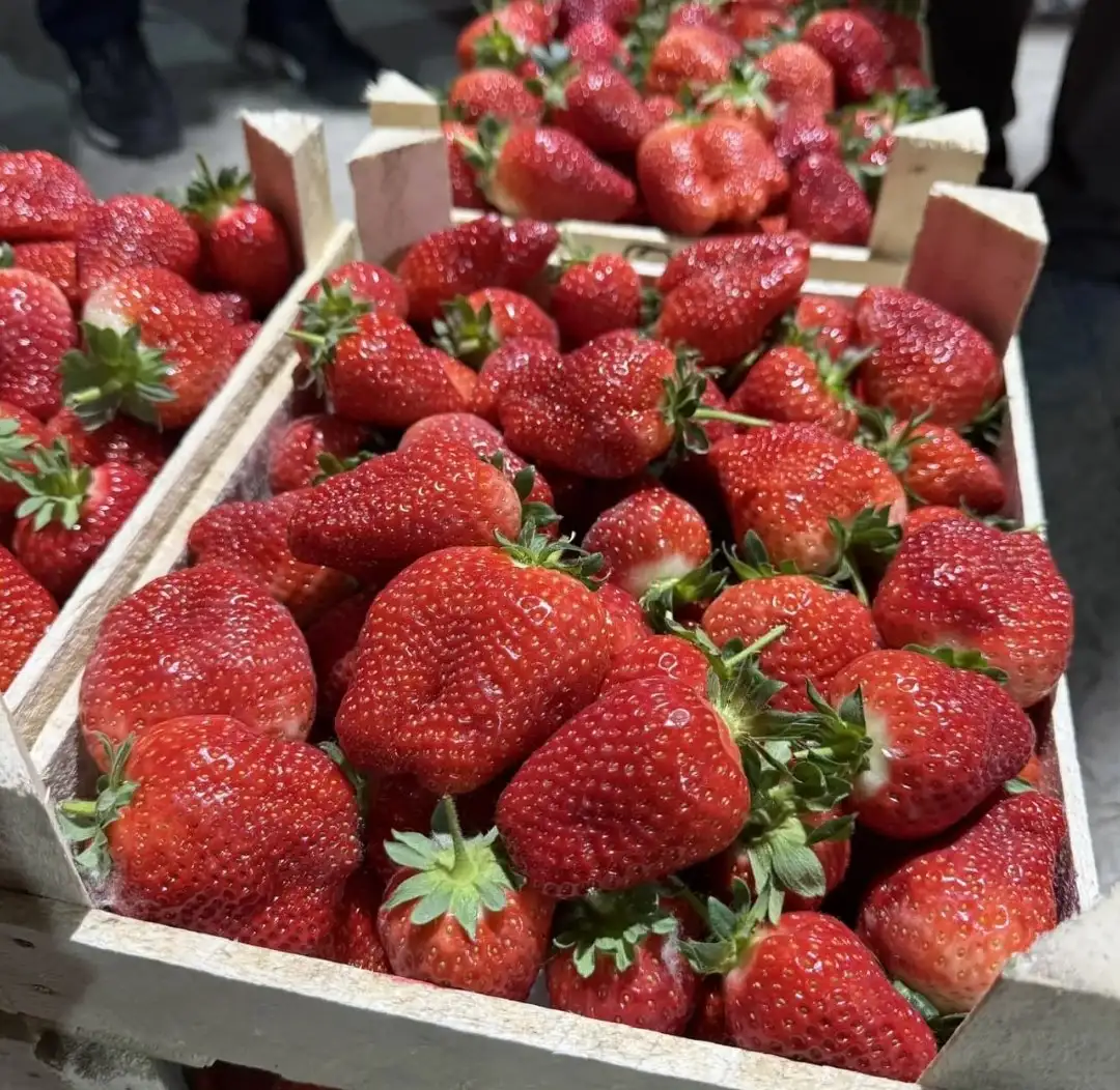 Продажа свежей клубники сорта Априка с доставкой - Доставка продуктов (Услуги) в Томск