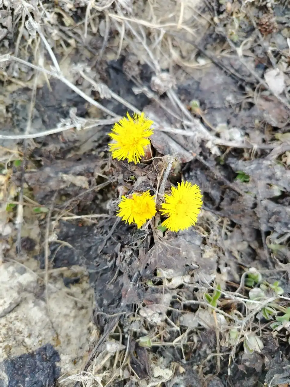Ботанические экскурсии в Томске - Экскурсии (Услуги) в Томск