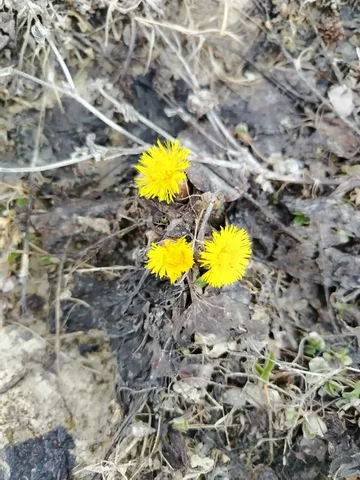 Ботанические экскурсии в Томске - Печать на одежде в Томск