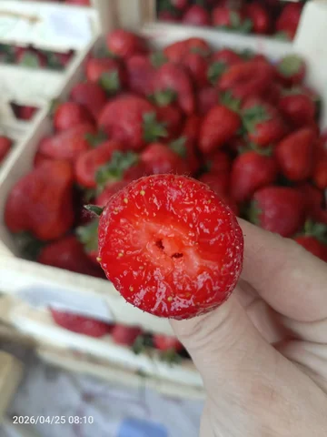 Клубника сорт Априка - Кофе в Томск