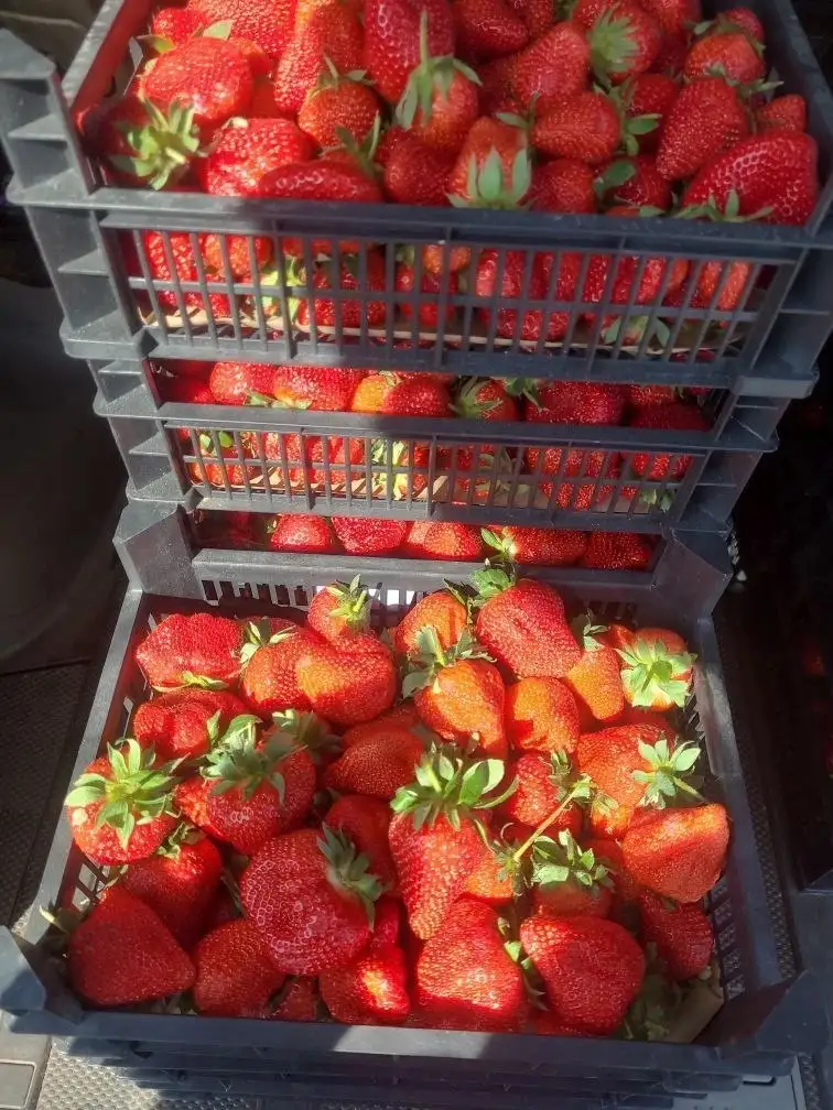 Сбор на клубнику - Ягоды (Продукты питания) в Томск