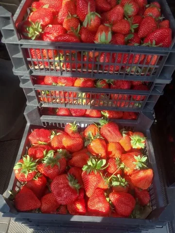 Сбор на клубнику - Ягоды в Томск