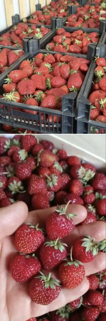 Клубника и мороженое - Продукты в Томск