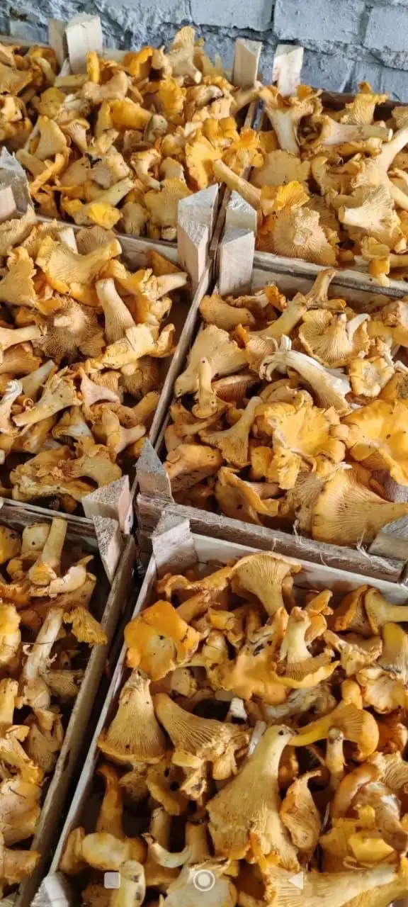 Закупка гриба лисички и ягоды в Томске - Закупка продукции (Барахолка) в Томск