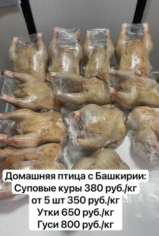 Продажа домашней птицы в Сургуте - Животные в Сургут