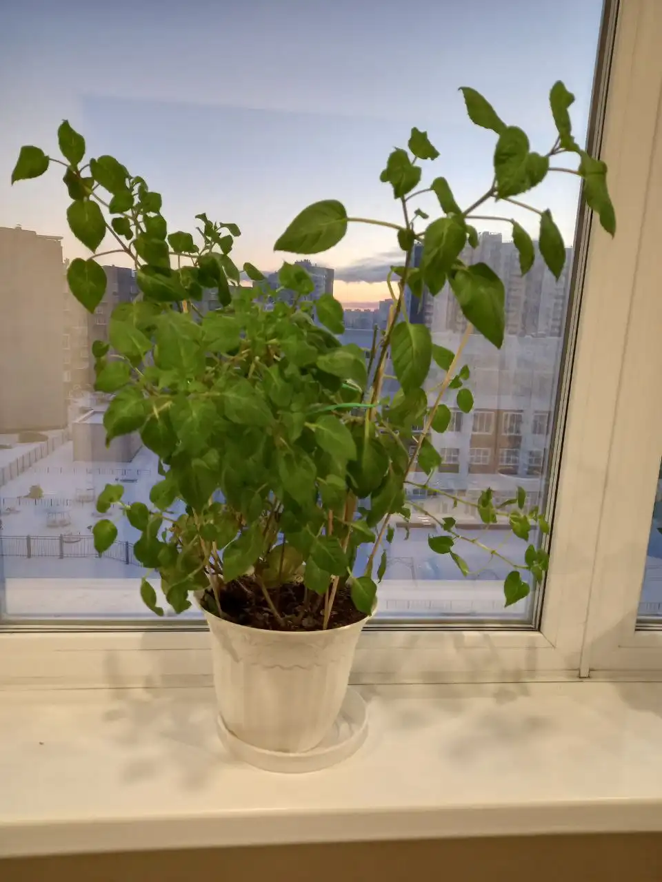 Продажа комнатных растений колеус и фуксия