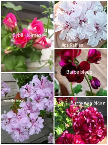 Черенки плющелистных пеларгоний - Хобби и отдых в Сургут