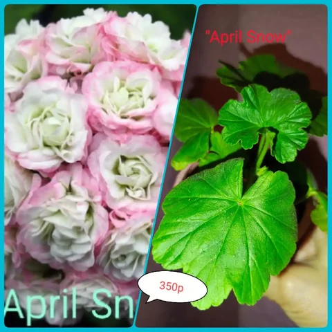 Укоренённые сортовые пеларгонии - Хобби и отдых в Сургут