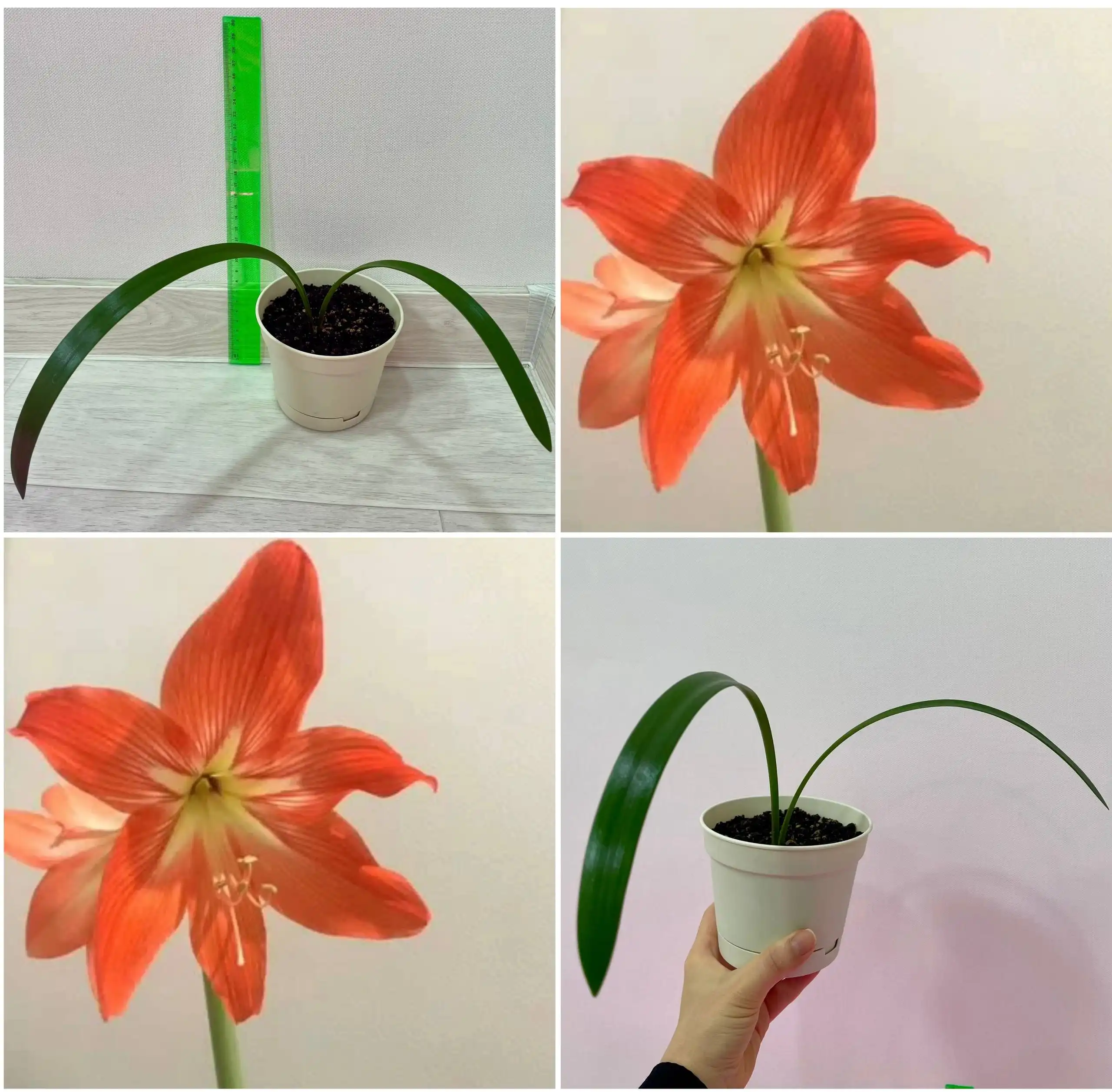 Гиппеаструм отросток оранжевый