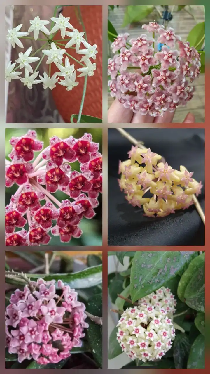 Укоренённые черенки хойи различных сортов