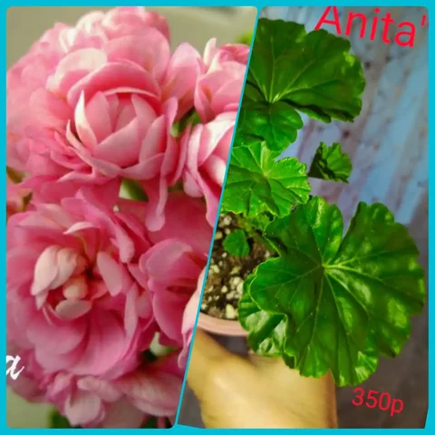 Укоренённые черенки сортовых Пеларгоний - Хоккейное снаряжение в Сургут