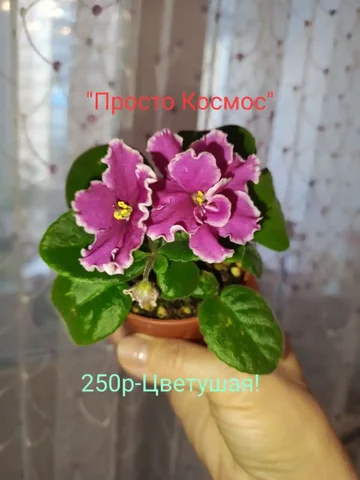 Цветущие Сортовые Фиалочки - Хоккейное снаряжение в Сургут