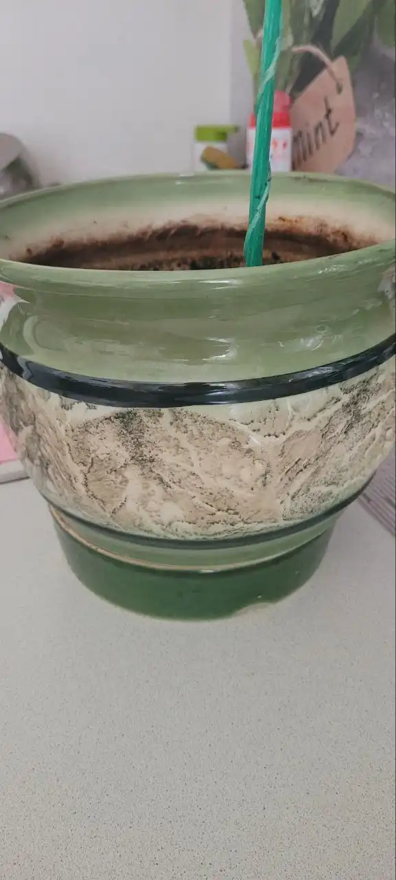 Горшок керамический 4,7 л - Растения и цветы (Для дома и дачи) в Сургут